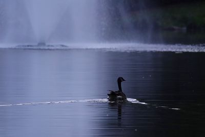 View of goose swimming in lake
