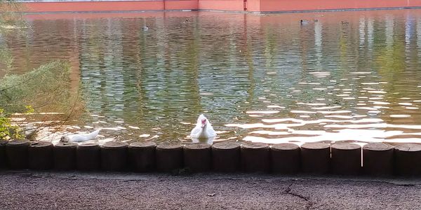 High angle view of seagull perching on lake