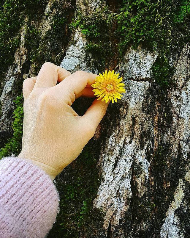 flower, petal, fragility, person, freshness, holding, leisure activity, yellow, flower head, beauty in nature, lifestyles, nature, growth, personal perspective, part of, plant