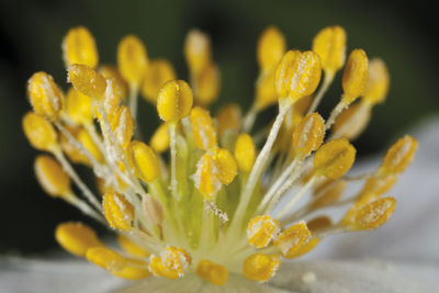 Close-up of yellow flowering plant