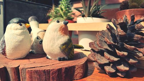 Close-up of birds perching on wood
