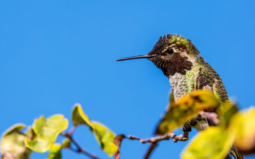 Close-up of hummingbird perching on tree against clear blue sky