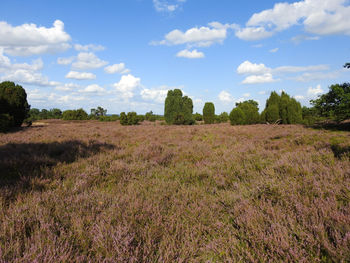 Scenic view of field against sky