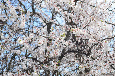 Low angle view of cherry blossom tree