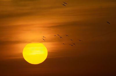 Low angle view of birds flying against sky during sunset