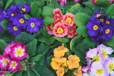 Close-up of flowers blooming outdoors