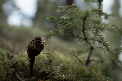 Close-up of pine cone on field