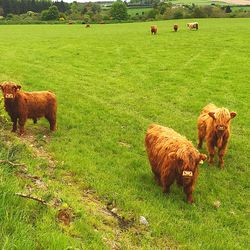 Cow grazing on field