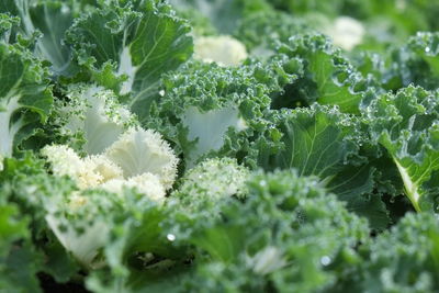 Close-up of fresh green plants