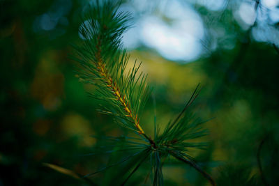 Close-up of pine tree on field against sky