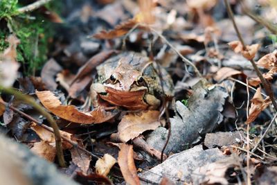 Close-up of frog on dry leaves on field