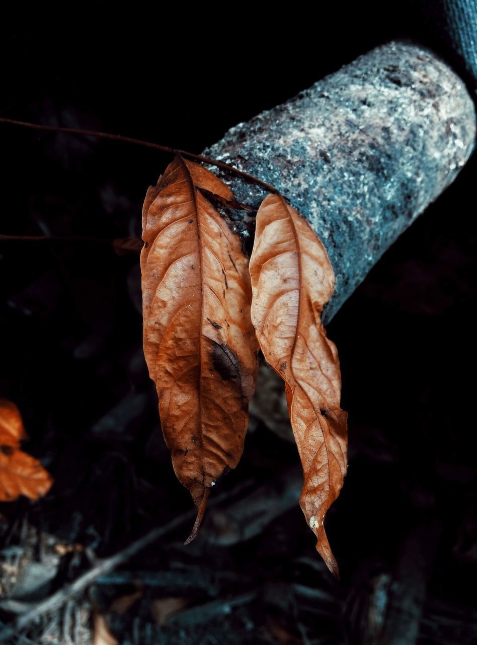 CLOSE-UP OF DRIED LEAVES ON FIELD