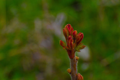 Close-up of red flower buds on land