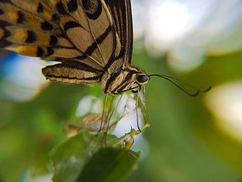 Close-up of butterfly pollinating flower