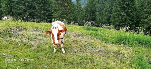 Cow standing in a field