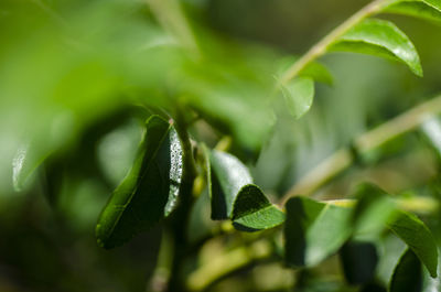 Close-up of green leaves