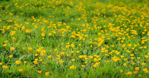 Yellow flowers growing on field