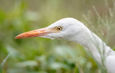 The white egret that lives on farms is looking for some insects to devour
