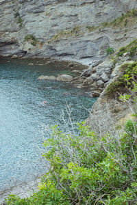 High angle view of lizard on rock