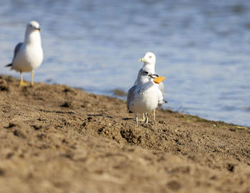 Seagulls on beach