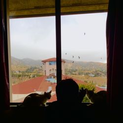 Cat looking through window