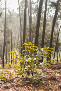 Plants and trees on field in forest