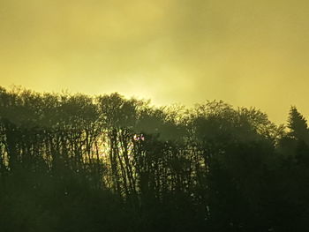 Close-up of trees against lake during sunset