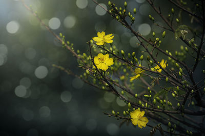 Close-up of yellow flowers