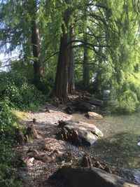 Trees in forest