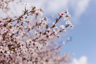 Close-up of apple blossoms in spring