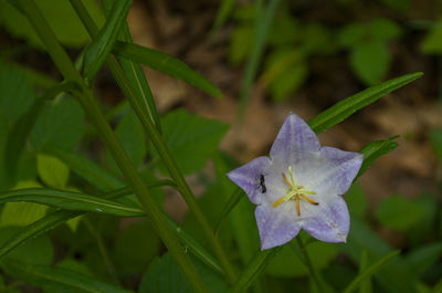 Close-up of purple flowering plant