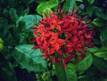 Close-up of red flowering plant