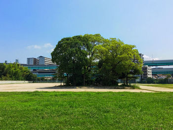 Trees growing in lawn
