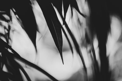 Close-up of feather