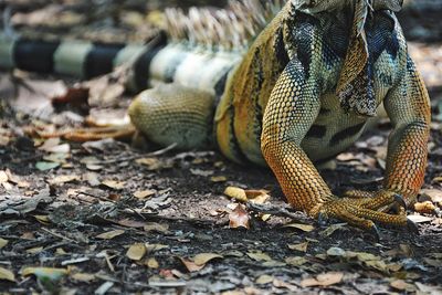 Close-up of lizard on land