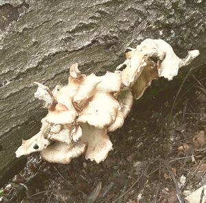 High angle view of mushrooms