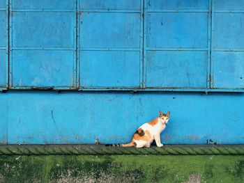 Side view portrait of cat sitting by blue wall