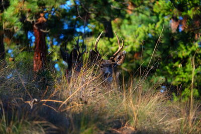 Stag on grassy field in forest