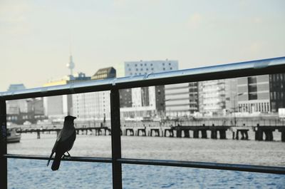 Bird perching on railing by river in city against sky
