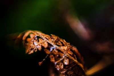 Close-up of spider on plant