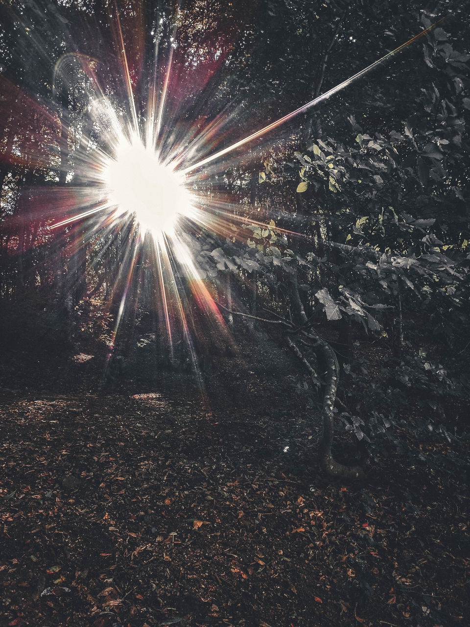 LOW ANGLE VIEW OF SUNLIGHT STREAMING THROUGH ILLUMINATED TREES IN FOREST