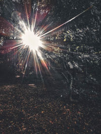 Low angle view of sunlight streaming through trees in forest