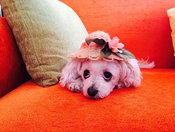 Portrait of dog sitting on sofa