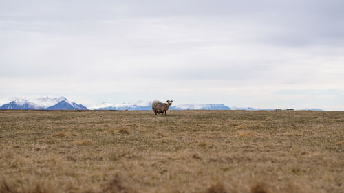 Ram  in a dry field of iceland