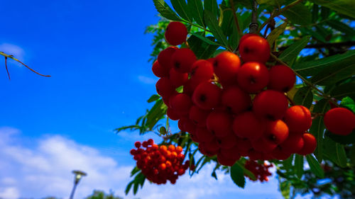 Low angle view of cherries growing on tree against sky