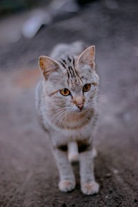 Close-up portrait of cat