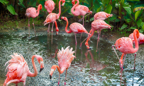 Flamingos in water