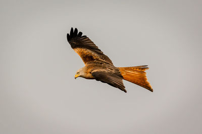 Low angle view of eagle flying against clear sky