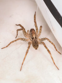 High angle view of spider on wall