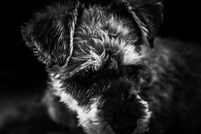 Close-up portrait of dog